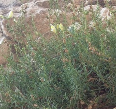 Antirrhinum siculum