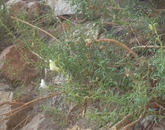 Antirrhinum siculum