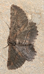 Nychiodes dalmatina