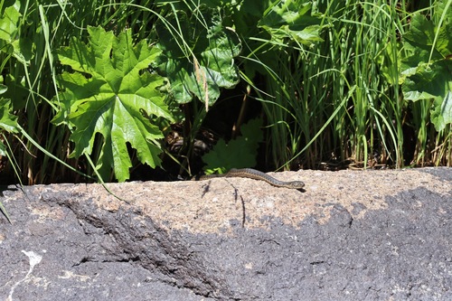 iNaturalist observation photo of Sierra Garter Snake