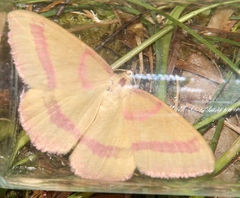 Rhodostrophia calabra