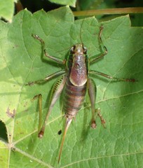 Eupholidoptera chabrieri