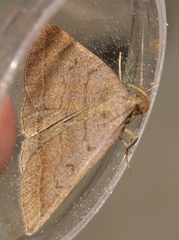 Zanclognatha lunalis