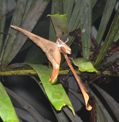 Coscinocera hercules