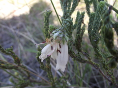 Erica pectinifolia