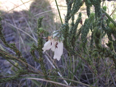 Erica pectinifolia