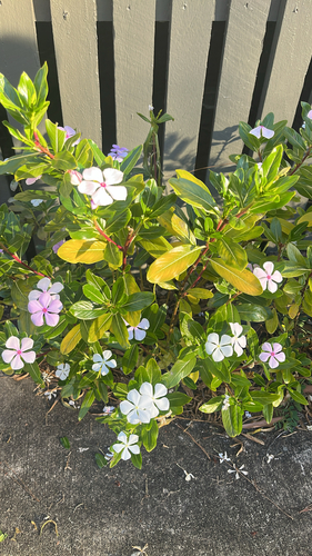 Catharanthus roseus observed 2025-07-14
