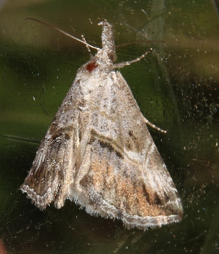 Rhynchodontodes