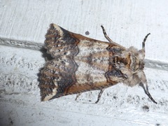 Declana junctilinea