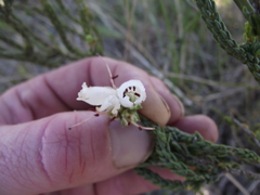 Erica pectinifolia