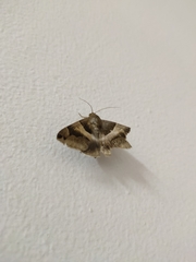 Poaphilini