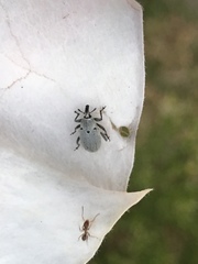 Trichobaris compacta