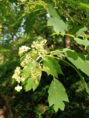 Hydrangea sikokiana iNat (2)