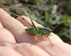 Eupholidoptera chabrieri