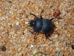 Cephalodesmius armiger