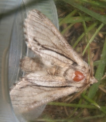 Paradrymonia vittata