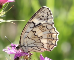 Melanargia larissa