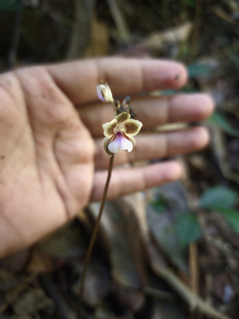 Didymoplexiella ornata (Didymoplexiella ornata)