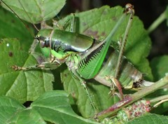 Eupholidoptera chabrieri