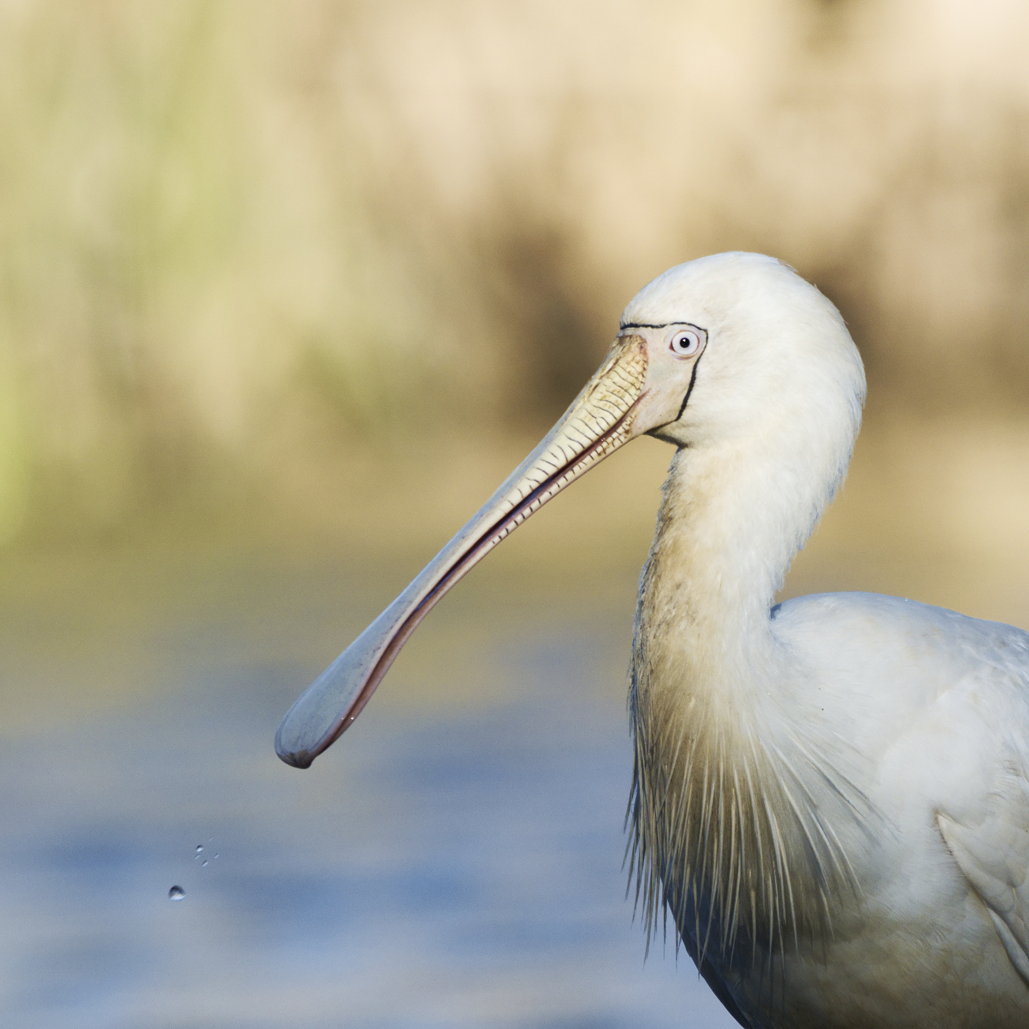 Yellow-billed Spoonbill illustration