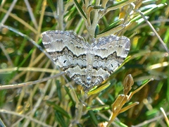 Chrysolarentia rhynchota