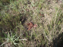 Bulbostylis contexta