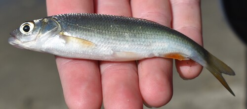 Baikal dace (Leuciscus baicalensis) — Cyprinidae