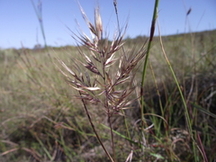 Pentameris curvifolia