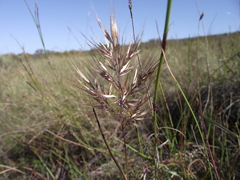 Pentameris curvifolia