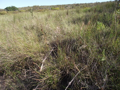 Pentameris curvifolia