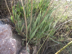 Curio crassulifolius
