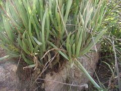 Curio crassulifolius