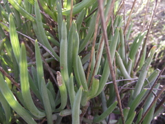 Curio crassulifolius