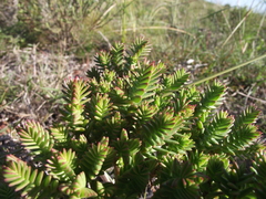 Crassula ericoides ericoides