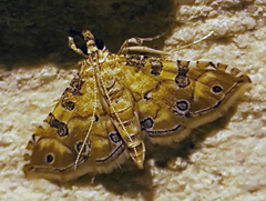 Ommatospila narcaeusalis