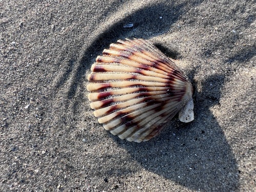 Argopecten ventricosus