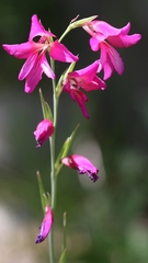 Gladiolus illyricus