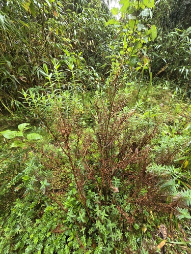 Hypericum irazuense (Hypericum irazuense)
