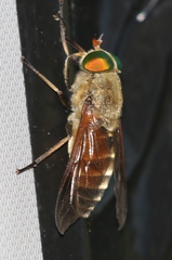 Philipomyia graeca