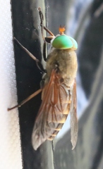 Philipomyia graeca