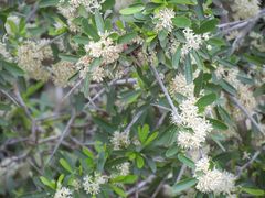 Gymnosporia polyacantha