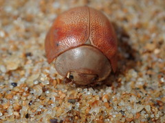 Paropsisterna crocata