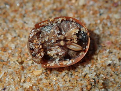 Paropsisterna crocata