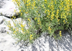 Genista sylvestris