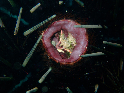 Echinoecus pentagonus observed 2025-07-16