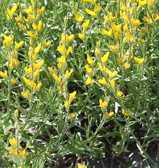 Genista sylvestris