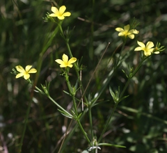 Linum strictum