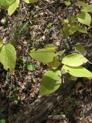 Lonicera praeflorens