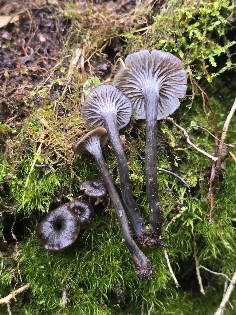 Craterellus boyacensis