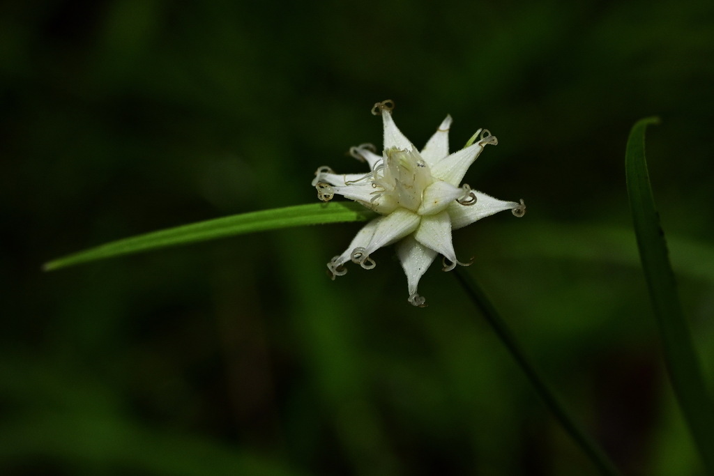 Carex tricephala (Carex tricephala)